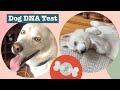 German Shepherd Jindo Husky Malamute This Dogs DNA Results Are Surprising Ancestry Dog