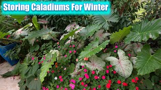 Storing Caladiums For Winter Reminder DO NOT THROW AWAY!