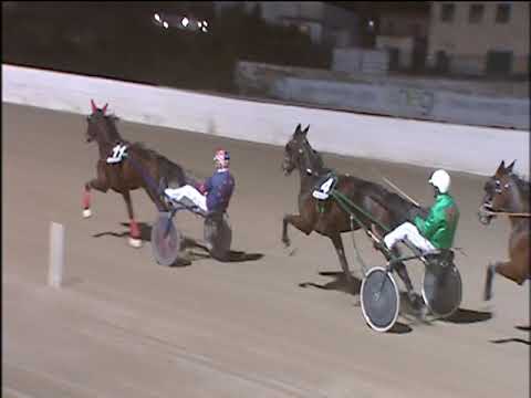 Trotto 01/12/2019 - 7ª corsa