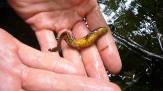 preview picture of video 'Wild Red-Spotted Newt (Notophthalmus viridescens)'