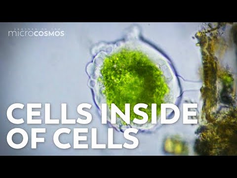 Where Did Eukaryotic Cells Come From?