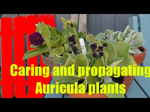 Propagating and caring for Auricula Plants