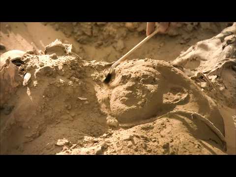 The Search for the Missing Pharaoh