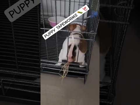 Puppy 🐶 TAPEWORMS 😱🪱