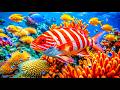 Marvel at the Wonders of Sea Creatures in The Best 4K ULTRA HD Aquarium – Peaceful Journey DEFAULT Thumbnail