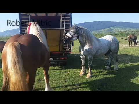 Armasar sur de 6 ani ,a Dl. Fanel  de la Dornesti