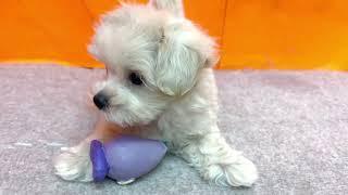 ハーフ犬の動画01