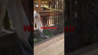 Download lagu wedus kentir #djceksoundterbaru #remix #dj #djremix #djterbaru2022full mp3