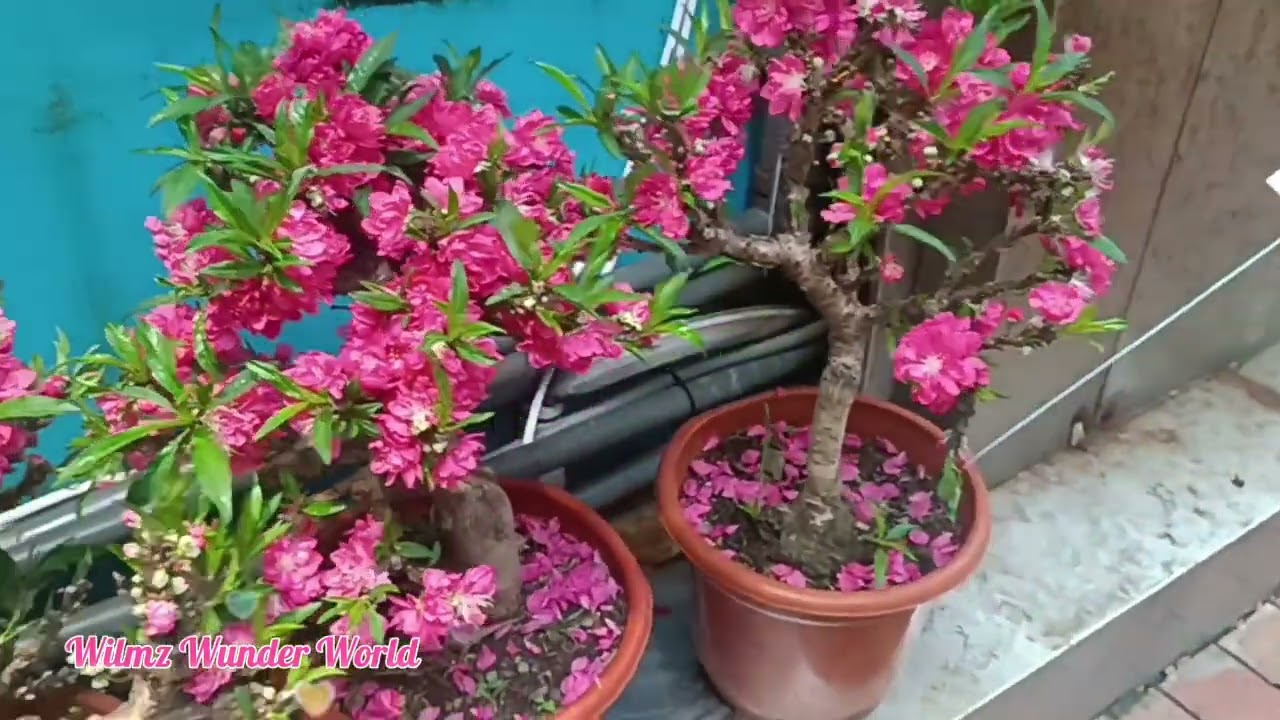 Flourish shop for the New Year #yearofthedragon #flowershop