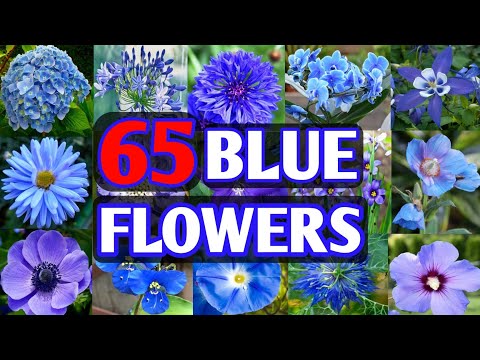 , title : '65 Blue Flower Plant Varieties | Blue Flower types for garden | Plant and Planting'
