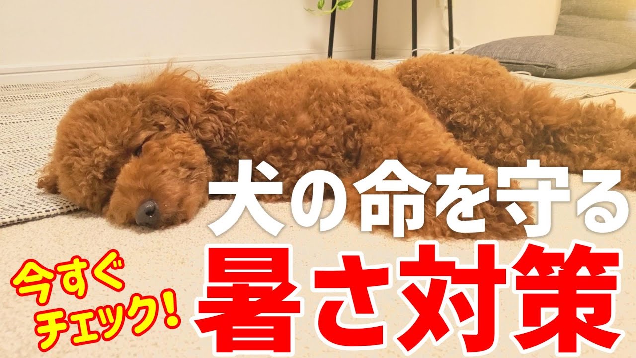 【夏の犬死亡率No1】知らないと命取り！犬の暑さ対策と熱中症予防