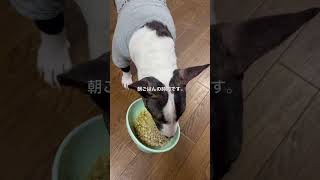 2026.4.23朝ごはん#ブルテリア#bullterrier#犬#犬との暮らし#愛犬#dog#可愛い#わんこ#お散歩#family#パピー #仔犬