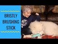 Best Toothbrush For Dogs Bristly Brushing Stick