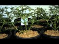 medical marijuana grow  / www.limbo-co.com