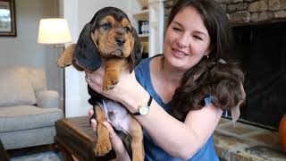 Video preview image #7 Basset Hound Puppy For Sale in CUMMING, GA, USA