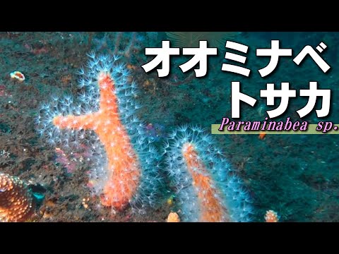 オオミナベトサカ
