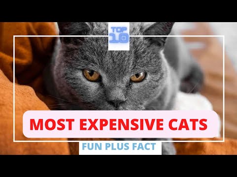 Most Expensive Cats Breeds In the World | Fun Plus Fact