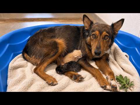 Mama Dog Who Lost Her Puppies Was Heartbroken Until She Got Kittens |