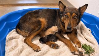 Mama Dog Who Lost Her Puppies Was Heartbroken Until She Got Kittens |