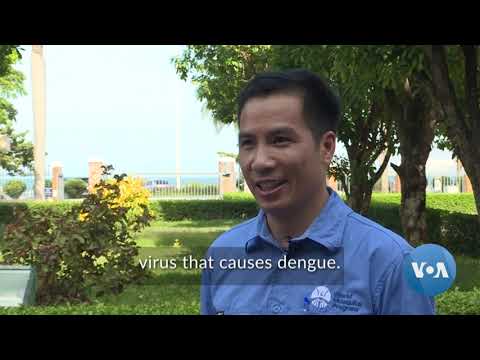 Scientists Enlist Bacteria to Help Fight Dengue Virus