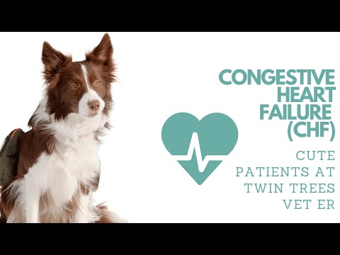 Dog with Congestive Heart Failure ( CHF ) From Mitral Valve Disease
