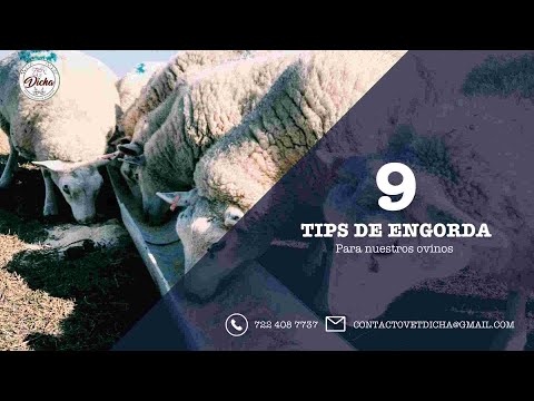 , title : '9 Tips de Engorda en Nuestros Ovinos'