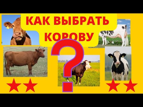 , title : 'Как выбрать корову| Признаки проблемной коровы'