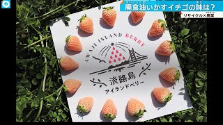 クラウドファンディングプロジェクト：淡路島からとれたて白いちご直送！廃棄ゼロ・低炭素型の持続可能な農業を目指す