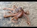 Little Octopus Climbing Over Rock - Parry Gripp