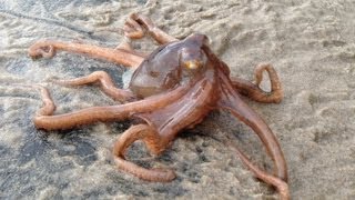 Little Octopus Climbing Over Rock - Parry Gripp
