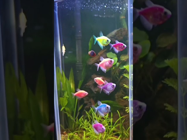 Vídeo relacionado con RORPOIR De Iniciación De Casa Estatua De Deidad Voladora Decoración De Acuario