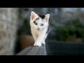 The Song Gummy Bear Russian Version In G Major 11