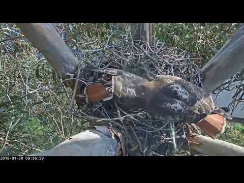 01-30-18 Red-tailed Hawk cam. Morning nest work.
