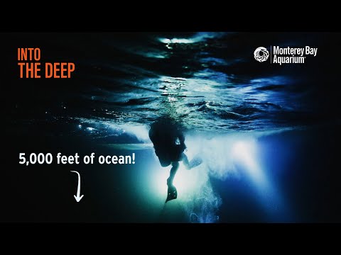 The Greatest Animal Migration On Earth Happens Every Night In The Ocean! | Into The Deep