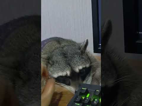 アライグマを落ち着かせる方法