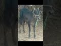 Kangayam Kala Kala Bull Kangayam Kalapoot