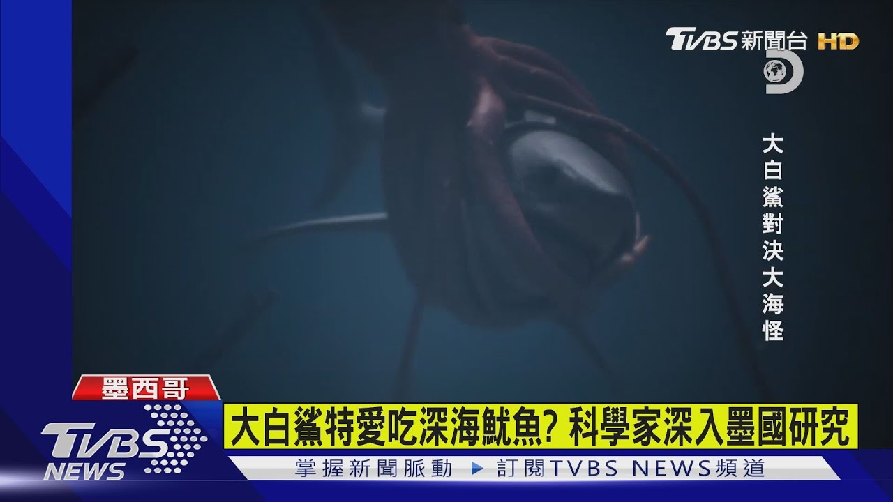深海霸主擂台賽開打! 大白鯊 vs.大王魷魚