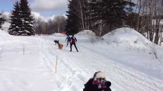 preview picture of video 'Kearney Dog Sled Races 2014 - Two Dog Skijor - Inbound'