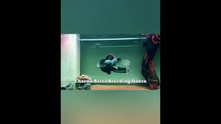 Download lagu Awesome 😮😮 channa barca breeding dance | #shorts #youtubeshorts mp3