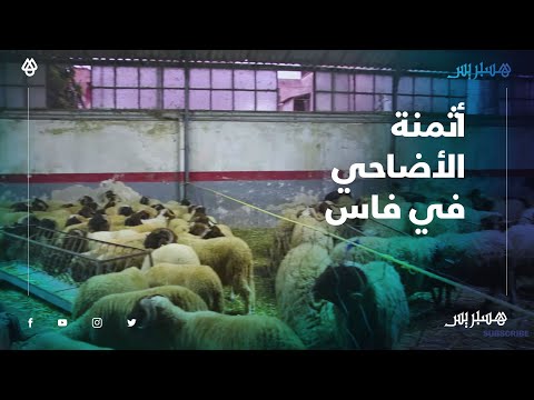 بين 1500 و3300 درهم.. أثمن الأضاحي في كاراجات فاس