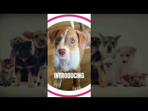 Furever Friends - Pet Adoption video thumbnail