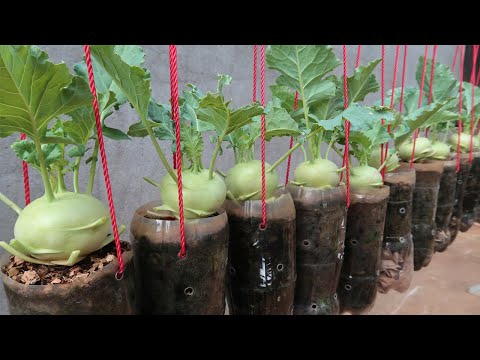 How to grow cucumbers to produce a lot of fruit in soil Bags at home
