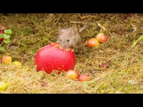 Apple Mouse