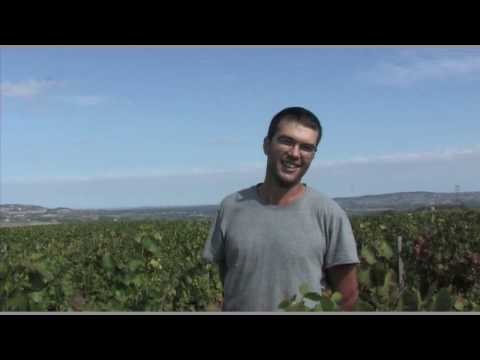 Beaujolais Nouveau Bio 2016 - Fabien ROMANY
