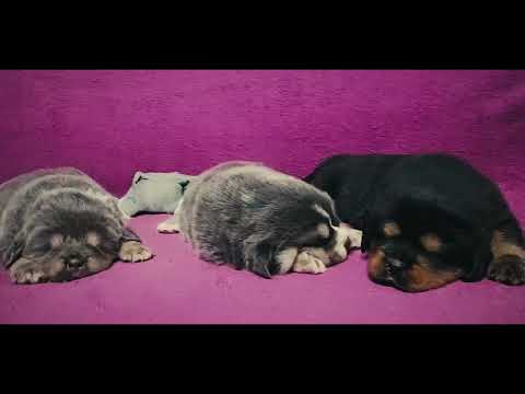 Perros Mastín Tibetano en venta