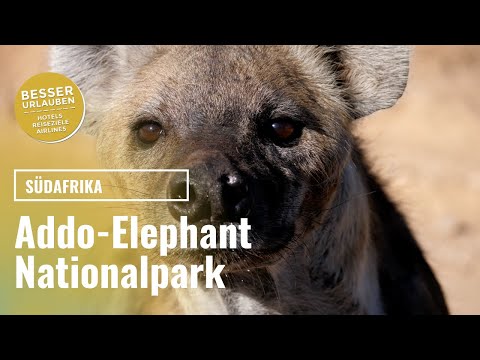 Addo Elephant Park 2021 - Game Drive mit einem Hop on Hop off Guide - Garden Route Südafrika