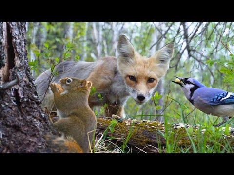Pet TV for Cats, Dogs & People - Fox, Squirrel, and Birds in the Forest 🦊🐿️🐦‍⬛ All-day Nature Fun