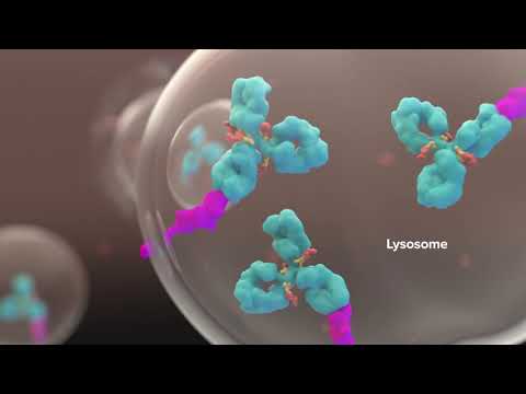 3D Medical Animation with Oncology ADC Mechanism of Action