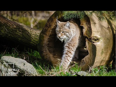 INTERESTING FACTS about bobcat | The Bobcat is a medium-sized cat is found in a variety of habitats