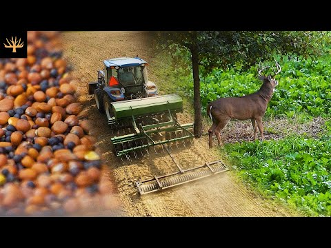 Planting Brassicas For Deer (Food Plot Strategy)